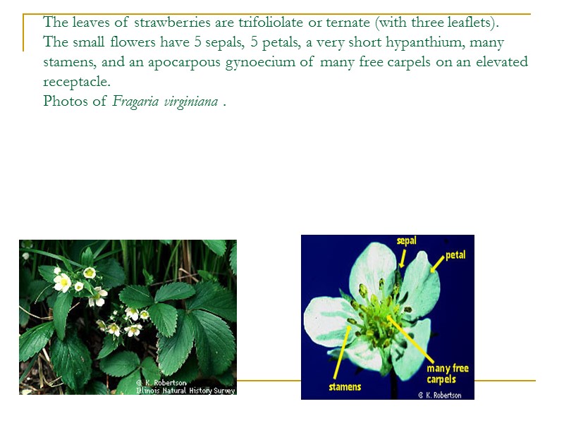 The leaves of strawberries are trifoliolate or ternate (with three leaflets). The small flowers